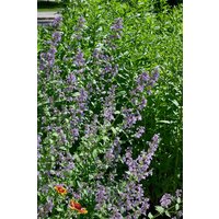 Kategorie <b>Stauden </b> - Nepeta grandiflora 'Zinser's Giant' ca. 9x9 cm Topf (Wuchs jahreszeitlich)