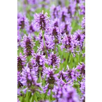 Kategorie <b>Produkt nicht gewünscht </b> - Nepeta nervosa ca. 9x9 cm Topf (Wuchs jahreszeitlich)