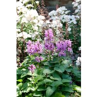 Kategorie <b>Stauden </b> - Nepeta racemosa ca. 9x9 cm Topf (Wuchs jahreszeitlich)