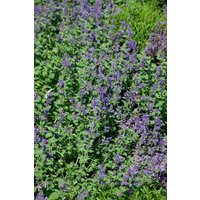 Kategorie <b>Stauden </b> - Nepeta racemosa 'Odeur Citron' ca. 9x9 cm Topf (Wuchs jahreszeitlich)
