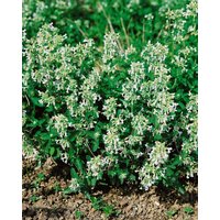 Kategorie <b>Stauden </b> - Nepeta racemosa 'Snowflake' ca. 9x9 cm Topf (Wuchs jahreszeitlich)
