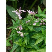 Kategorie <b>Produkt nicht gewünscht </b> - Nepeta subsessilis ca. 9x9 cm Topf (Wuchs jahreszeitlich)