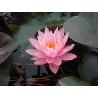 Kategorie <b>Produkt nicht gewünscht </b> - Nymphaea odorata 'Rosennymphe' ca. 11x11 cm Topf (Wuchs jahreszeitlich)
