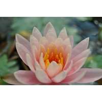 Kategorie <b>Stauden </b> - Nymphaea x cult.'Fabiola' ca. 11x11 cm Topf (Wuchs jahreszeitlich)