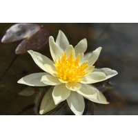 Kategorie <b>Produkt nicht gewünscht </b> - Nymphaea x cult.'Marliacea Chromatella' ca. 11x11 cm Topf (Wuchs jahreszeitlich)