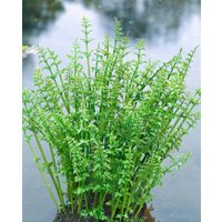 Kategorie <b>Stauden </b> - Oenanthe aquatica ca. 9x9 cm Topf (Wuchs jahreszeitlich)