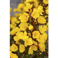 Kategorie <b>Produkt nicht gewünscht </b> - Oenothera biennis ca. 9x9 cm Topf (Wuchs jahreszeitlich)