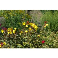 Kategorie <b>Produkt nicht gewünscht </b> - Oenothera pilosella 'Yella Fella' ca. 9x9 cm Topf (Wuchs jahreszeitlich)