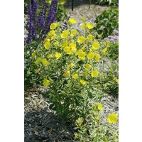 Kategorie <b>Produkt nicht gewünscht </b> - Oenothera tetragona ca. 9x9 cm Topf (Wuchs jahreszeitlich)