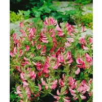 Kategorie <b>Produkt nicht gewünscht </b> - Ononis spinosa ca. 9x9 cm Topf (Wuchs jahreszeitlich)