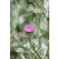 Kategorie <b>Produkt nicht gewünscht </b> - Onopordum acanthium ca. 11x11 cm Topf (Wuchs jahreszeitlich)