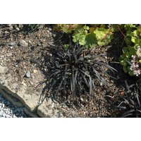 Kategorie <b>Produkt nicht gewünscht </b> - Ophiopogon planiscapus 'Nigrescens' ca. 9x9 cm Topf (Wuchs jahreszeitlich)