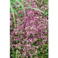 Kategorie <b>Stauden </b> - Origanum laevigatum 'Hopley' ca. 9x9 cm Topf (Wuchs jahreszeitlich)