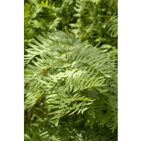 Gräser - Osmunda regalis ca. 9x9 cm Topf (Wuchs jahreszeitlich)