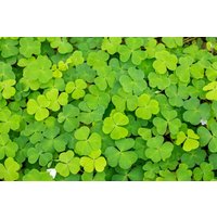 Kategorie <b>Stauden </b> - Oxalis acetosella ca. 9x9 cm Topf (Wuchs jahreszeitlich)