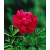 Kategorie <b>Stauden </b> - Paeonia lactiflora 'Adolphe Rousseau' 2-3 Liter Container (Wuchs jahreszeitlich)