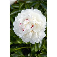 Kategorie <b>Stauden </b> - Paeonia lactiflora 'Avalanche' 2-3 Liter Container (Wuchs jahreszeitlich)