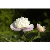 Kategorie <b>Stauden </b> - Paeonia lactiflora 'Bowl of Beauty' 2-3 Liter Container (Wuchs jahreszeitlich)