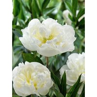 Kategorie <b>Stauden </b> - Paeonia lactiflora 'Duchesse de Nemours' ca. 11x11 cm Topf (Wuchs jahreszeitlich)