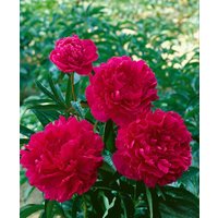 Kategorie <b>Stauden </b> - Paeonia lactiflora 'Felix Crousse' 2-3 Liter Container (Wuchs jahreszeitlich)