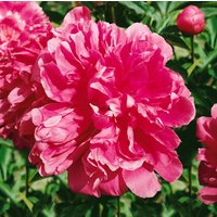 Kategorie <b>Stauden </b> - Paeonia lactiflora 'General Mac Mahon' ca. 11x11 cm Topf (Wuchs jahreszeitlich)