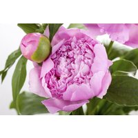 Kategorie <b>Stauden </b> - Paeonia lactiflora 'Mons Jules Elie' 2-3 Liter Container (Wuchs jahreszeitlich)