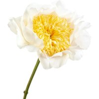 Kategorie <b>Stauden </b> - Paeonia lactiflora 'Moon of Nippon' 2-3 Liter Container (Wuchs jahreszeitlich)