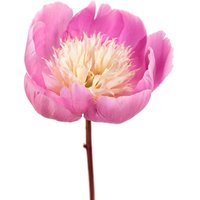 Kategorie <b>Stauden </b> - Paeonia lactiflora 'Wladyslawa' 2-3 Liter Container (Wuchs jahreszeitlich)