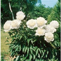 Stauden - Paeonia officinalis 'Alba Plena' 2-3 Liter Container (Wuchs jahreszeitlich)