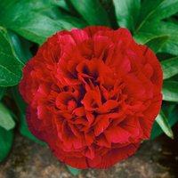 Kategorie <b>Stauden </b> - Paeonia officinalis 'Rubra Plena' 2-3 Liter Container (Wuchs jahreszeitlich)
