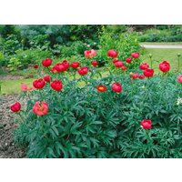 Kategorie <b>Stauden </b> - Paeonia peregrina ca. 11x11 cm Topf (Wuchs jahreszeitlich)