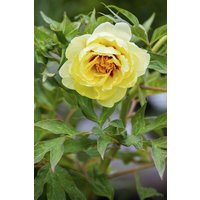 Kategorie <b>Stauden </b> - Paeonia suffr.'High Noon' 2-3 Liter Container (Wuchs jahreszeitlich)