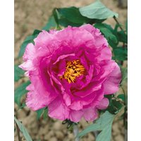 Stauden - Paeonia suffr.'Shimadaijin' 2-3 Liter Container (Wuchs jahreszeitlich)