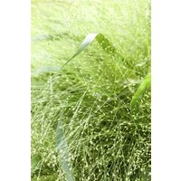 Produkt nicht gewünscht - Panicum virgatum ca. 9x9 cm Topf (Wuchs jahreszeitlich)
