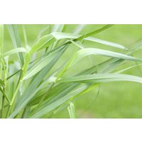 Gräser - Panicum virgatum 'Hänse Herms' 3-5 Liter Container (Wuchs jahreszeitlich)
