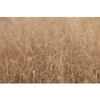 Gräser - Panicum virgatum 'Heavy Metal' ca. 9x9 cm Topf (Wuchs jahreszeitlich)