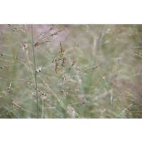 Gräser - Panicum virgatum 'Prairie Sky' ca. 9x9 cm Topf (Wuchs jahreszeitlich)