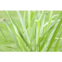 Kategorie <b>Produkt nicht gewünscht </b> - Panicum virgatum 'Rotstrahlbusch' ca. 9x9 cm Topf (Wuchs jahreszeitlich)
