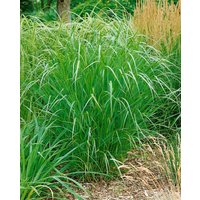 Kategorie <b>Produkt nicht gewünscht </b> - Panicum virgatum 'Warrior' ca. 9x9 cm Topf (Wuchs jahreszeitlich)