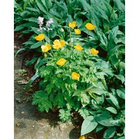 Kategorie <b>Stauden </b> - Papaver alpinum ssp.alpinum ca. 9x9 cm Topf (Wuchs jahreszeitlich)