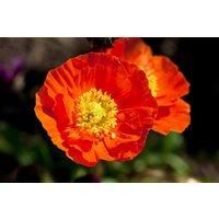 Kategorie <b>Stauden </b> - Papaver nudicaule 'Gartenzwerg' ca. 9x9 cm Topf (Wuchs jahreszeitlich)