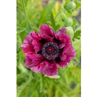 Kategorie <b>Stauden </b> - Papaver orientale 'Patty's Plum' ca. 11x11 cm Topf (Wuchs jahreszeitlich)