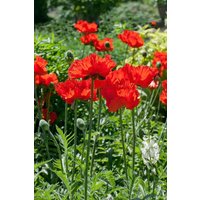 Kategorie <b>Stauden </b> - Papaver orientale 'Rembrandt' ca. 9x9 cm Topf (Wuchs jahreszeitlich)