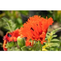 Kategorie <b>Stauden </b> - Papaver orientale 'Türkenlouis' ca. 11x11 cm Topf (Wuchs jahreszeitlich)