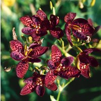 Kategorie <b>Produkt nicht gewünscht </b> - Pardancanda (x) norrisii ca. 9x9 cm Topf (Wuchs jahreszeitlich)