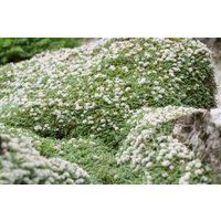 Kategorie <b>Stauden </b> - Paronychia kapela ssp.serpyllifolia ca. 9x9 cm Topf (Wuchs jahreszeitlich)