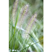 Kategorie <b>Gräser </b> - Pennisetum alopecuroides 'Cassian' ca. 11x11 cm Topf (Wuchs jahreszeitlich)