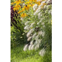 Kategorie <b>Produkt nicht gewünscht </b> - Pennisetum alopecuroides 'Hameln' ca. 11x11 cm Topf (Wuchs jahreszeitlich)