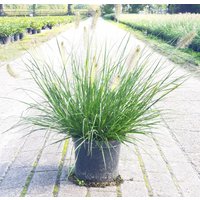 Kategorie <b>Produkt nicht gewünscht </b> - Pennisetum alopecuroides 'Hameln' 2 Liter Container (Wuchs jahreszeitlich)
