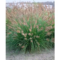 Gräser - Pennisetum alopecuroides 'Herbstzauber' ca. 9x9 cm Topf (Wuchs jahreszeitlich)